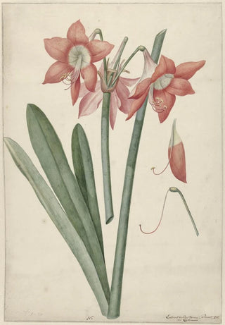Laurens Jacobsz van der Vinne - Amaryllis Haworthia Margaritiferas.webp