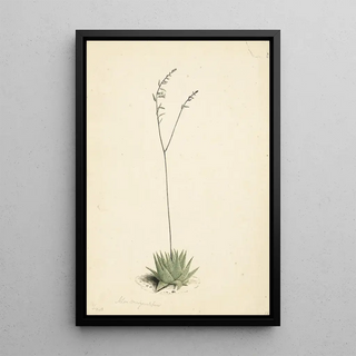 Laurens Vincentsz van der Vinne - Bloeiende Alo.webp