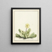 Mésembryanthème à fleurs - Laurens Vincentsz van der Vinne — quadro incorniciato alla parete
