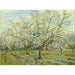 Riproduzione del dipinto Il frutteto bianco - Vincent van Gogh