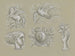 Conceptions pour un filigrane de billet de banque: Pégase, colombe, tête de femme, blason et main avec rose - Leo Gestel — vista dell’opera