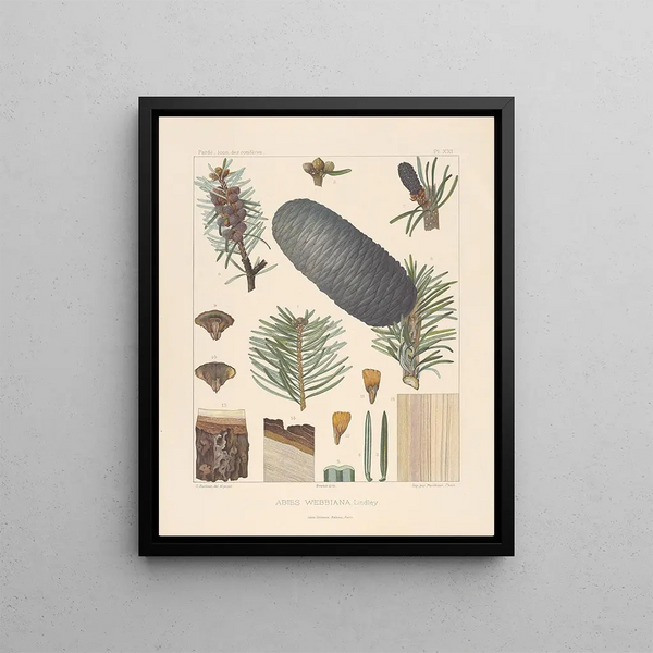 Leon Gabriel Charles Parde - Iconographie des coniferes Pl01.webp