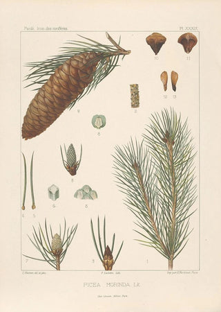Leon Gabriel Charles Parde - Iconographie des coniferes Pl02.webp