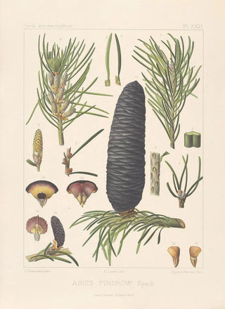 Leon Gabriel Charles Parde - Iconographie des coniferes Pl12.webp