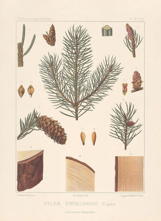 Leon Gabriel Charles Parde - Iconographie des coniferes Pl13.webp