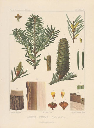 Leon Gabriel Charles Parde - Iconographie des coniferes Pl22.webp