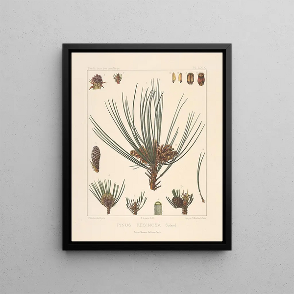 Leon Gabriel Charles Parde - Iconographie des coniferes Pl30.webp