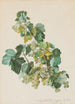 Groseilles vertes - Leopold Zinngger — vista dell’opera