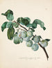 Ringlottenzweig - Leopold Zinggler — vista dell’opera