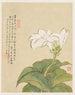 Fleurs Pl07 - Liang Yuwei — vista dell’opera