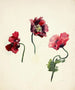 Mooniied - Lilly Walther — vista dell’opera