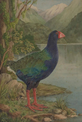 Lily Attey Daff - Untitled Takahe.webp