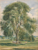 Un grande albero in un paesaggio estivo, un cavallo in piedi alla base - Lionel Constable — vista dell’opera