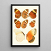 Novitates zoologicae pl 2 - Lionel Walter Rothschild — quadro incorniciato alla parete
