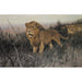Riproduzione del dipinto Lions nella steppa bruciata - Wilhelm Kuhnert