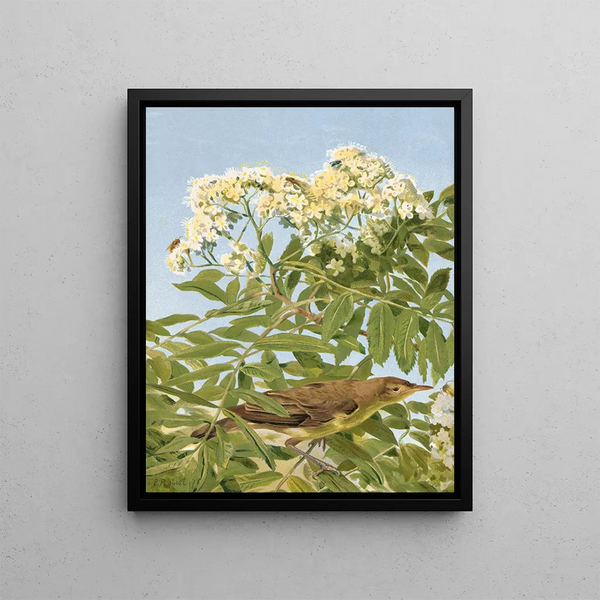 LoPaul Robert - Hypolais Polyglotte.webp
