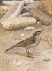 Pipit spioncelle - Léon Paul Robert — vista dell’opera