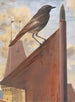 Rougequeue - Léon Paul Robert — vista dell’opera