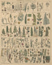 Illustrazioni per la Storia naturale generale di Oken per tutte le classi Pl010 - Lorenz Oken — vista dell’opera