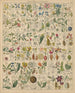 Illustrazioni per la Storia naturale generale di Oken per tutte le classi Pl017 - Lorenz Oken — vista dell’opera