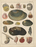 Illustrazioni per la Storia naturale generale di Oken per tutte le classi Pl034 - Lorenz Oken — vista dell’opera