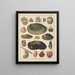 Illustrazioni per la Storia naturale generale di Oken per tutte le classi Pl034 - Lorenz Oken — quadro incorniciato alla parete