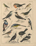 Illustrazioni per la Storia naturale generale di Oken per tutte le classi Pl041 - Lorenz Oken — vista dell’opera
