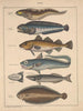 Illustrazioni per la Storia naturale generale di Oken per tutte le classi Pl094 - Lorenz Oken — vista dell’opera