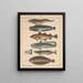 Illustrazioni per la Storia naturale generale di Oken per tutte le classi Pl094 - Lorenz Oken — quadro incorniciato alla parete