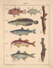 Illustrazioni per la Storia naturale generale di Oken per tutte le classi Pl099 - Lorenz Oken — vista dell’opera