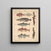 Illustrazioni per la Storia naturale generale di Oken per tutte le classi Pl099 - Lorenz Oken — quadro incorniciato alla parete