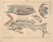Illustrazioni della storia naturale generale di Oken per tutti gli stati Pl103 - Lorenz Oken — vista dell’opera
