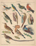 Illustrazioni per la Storia naturale generale di Oken per tutte le classi Pl122 - Lorenz Oken — vista dell’opera
