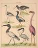 Illustrazioni per la Storia naturale generale di Oken per tutte le classi Pl129 - Lorenz Oken — vista dell’opera