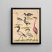 Illustrazioni per la Storia naturale generale di Oken per tutte le classi Pl129 - Lorenz Oken — quadro incorniciato alla parete