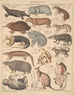 Illustrazioni per la Storia naturale generale di Oken per tutte le classi Pl134 - Lorenz Oken — vista dell’opera