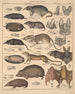 Illustrazioni per la Storia naturale generale di Oken per tutte le classi Pl135 - Lorenz Oken — vista dell’opera