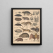 Illustrazioni per la Storia naturale generale di Oken per tutte le classi Pl135 - Lorenz Oken — quadro incorniciato alla parete