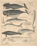 Illustrazioni per la Storia naturale generale di Oken per tutte le classi Pl136 - Lorenz Oken — vista dell’opera