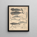 Illustrazioni per la Storia naturale generale di Oken per tutte le classi Pl136 - Lorenz Oken — quadro incorniciato alla parete