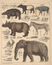 Illustrazioni per la Storia naturale generale di Oken per tutte le classi Pl137 - Lorenz Oken — vista dell’opera