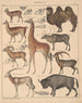 Illustrazioni per la Storia naturale generale di Oken per tutte le classi Pl138 - Lorenz Oken — vista dell’opera