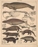 Illustrazioni per la Storia naturale generale di Oken per tutte le classi Pl139 - Lorenz Oken — vista dell’opera