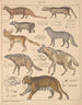 Illustrazioni per la Storia naturale generale di Oken per tutte le classi Pl140 - Lorenz Oken — vista dell’opera