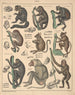 Illustrazioni per la Storia naturale generale di Oken per tutte le classi Pl142 - Lorenz Oken — vista dell’opera