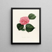 Iconografia del genere Camellia Pl007 - Lorenzo Bartolini — quadro incorniciato alla parete