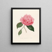 Iconografia del genere Camellia Pl010 - Lorenzo Bartolini — quadro incorniciato alla parete