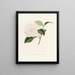 Iconografia del genere Camellia Pl012 - Lorenzo Bartolini — quadro incorniciato alla parete