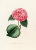 Iconographie del genere Camellia Pl013 - Lorenzo Bartolini — vista dell’opera