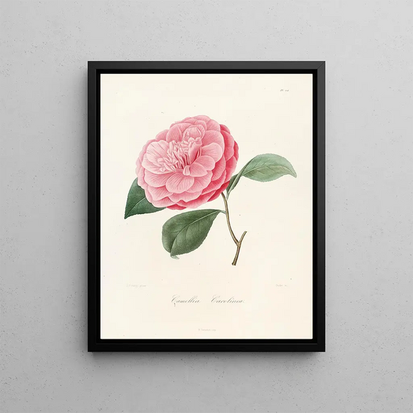 Lorenzo Berlse - Iconographie du genre Camellia Pl014.webp